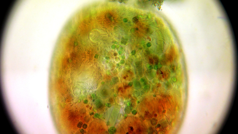 Nassula sp. ??????  [ Chilodonella ]